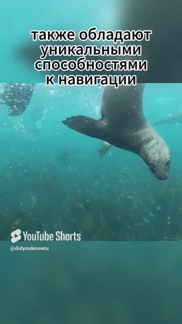 А вы знали что морские котики удивительные пловцы? смотреть онлайн
