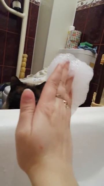 Ничего необычного, кот ест пену смотреть онлайн