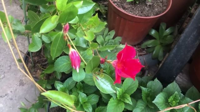 🥀🌺Прогулка по майскому саду с красивенными цветами!