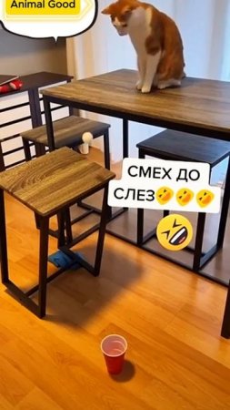 До слёз. СМЕШНЫЕ КОШКИ 2025. ЛУЧШИЕ ПРИКОЛЫ С КОТАМИ. #собаки #кошки #приколы