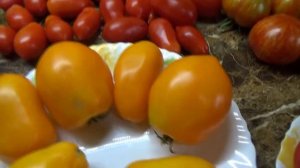 Минусинские томаты, проверенные временем. Томат Стакан Минусинский оранжевый. №687 в Каталоге.