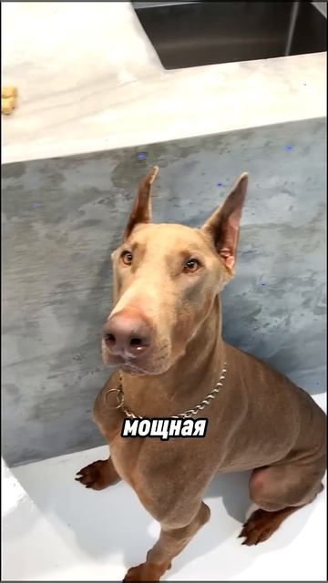 топ 3 собак для охраны смотреть онлайн