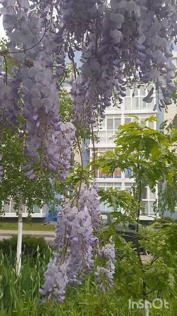 АНАПА. 11 мая 2023 г. +15 гр. Цветет глициния. смотреть онлайн