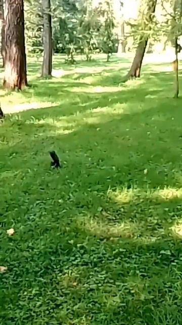 Боярышник и черные белки в ЦПКиО им. Кирова. 30.08.24. смотреть онлайн