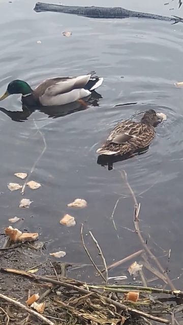 утки-кряквы едят хлеб 13.05.2024 смотреть онлайн