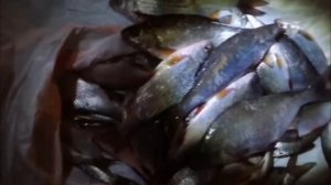 Боится ли рыба света на зимней рыбалке на льду?