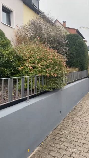 На свете есть 3 цветочка🌸🌸🌸 смотреть онлайн