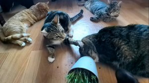 К котикам пришла весна! Боремся с авитаминозом с помощью домашней зелени)