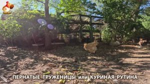 Куры несушки свободного выгула и их обычная куриная рутина – эпизод (260)