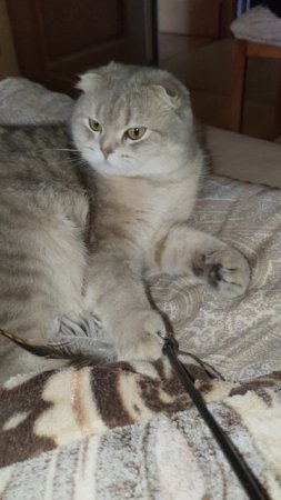 Микис. Игровой режим.