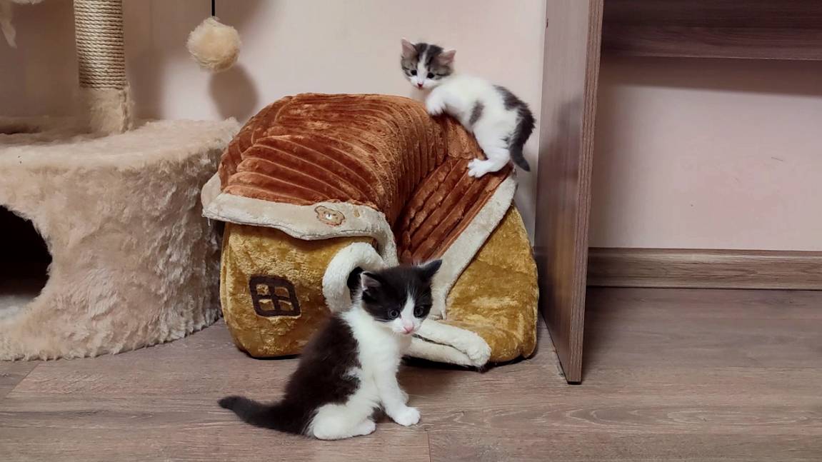 Милая кошачья семья. Мама-кошка всегда беспокоится о своих котятах. Котята мяукают.