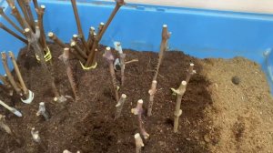 Проращивание черенков винограда