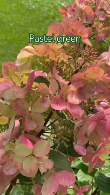 #pastelgreen #hydrangea#гортензія #гортензия #beautiful #paniculata #hortensia #f смотреть онлайн