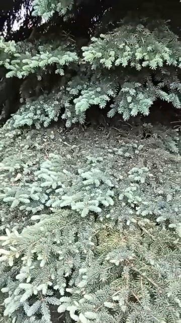 Прогулки по Академгородку. Еловые лапы смотреть онлайн