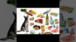 Какое мясо можно давать Немецкой Овчарке?