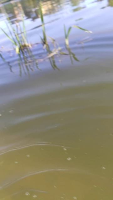 Жест Доброй Воли 🐟 Виш.Озеро Приятно и Красиво Здоров смотреть онлайн