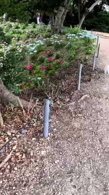 Тысячи Гортензий в парке Японии#japan#hydrangeas #гортензия #г смотреть онлайн