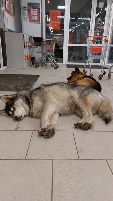 Когда на работе круглые сутки. Охрана в магазине. смотреть онлайн