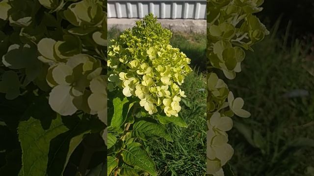 15.08.2024г. Расцвела гортензия Polar bear,Полярный Мишка, моя п смотреть онлайн