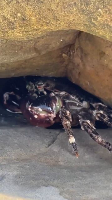 Крабы Туапсинского чёрного моря🤪 смотреть онлайн