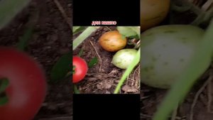 Пушистый мини томат Фузи Вузи . Посадить можно даже до?