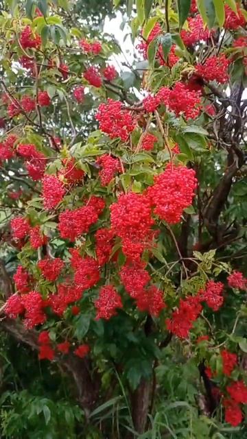 Ягоды бузины. смотреть онлайн