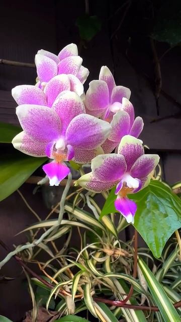 Время цветения орхидей🌸 #myorchids #orchid #орхидея смотреть онлайн