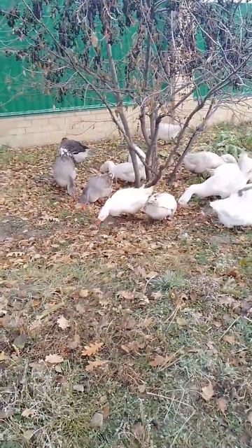 едят ягоды❤😘 смотреть онлайн