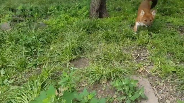 Красный волк – загадочный зверь из книги Киплинга смотреть онлайн