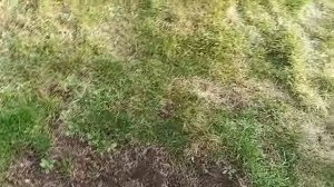 Исправляю Приствольные круги