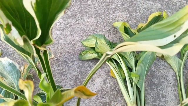 САМОЕ ВРЕМЯ САЖАТЬ ХОСТЫ смотреть онлайн