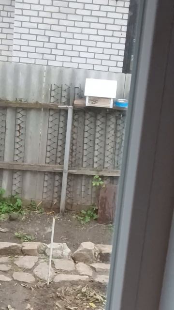 птицы едят на кормушке смотреть онлайн