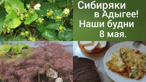 Как мы живем в станице Гиагинской после Сибири/Клубника зреет/Яблоки будут/