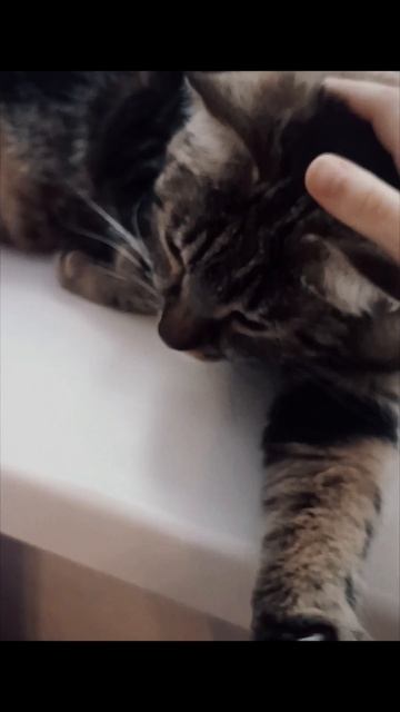 а у вам есть домашнее животное🐵🐔🐶🐷? смотреть онлайн