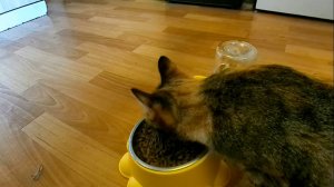 Странная поилка из магазина "Лента".Тестируем бюджетную поилку для животных. Наши котятки оценивают