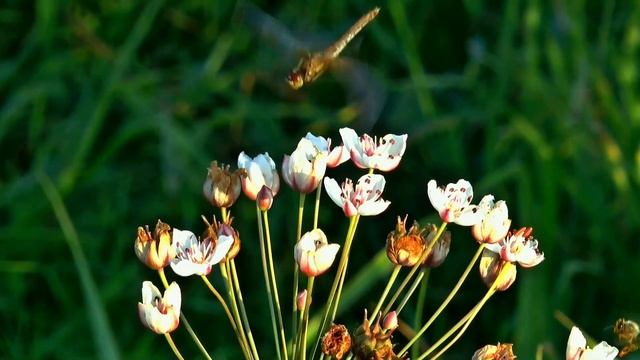 Узнав, что у мужа есть любовница, жена ничего ему не ск? смотреть онлайн