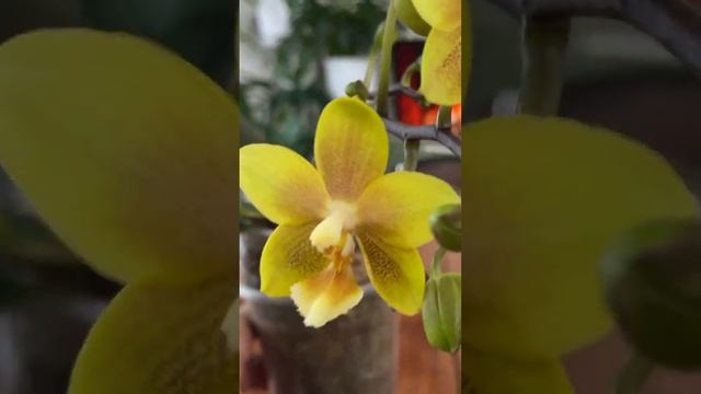 Зацветают Азиатские ОРХИДЕЙНЫЕ детки смотреть онлайн