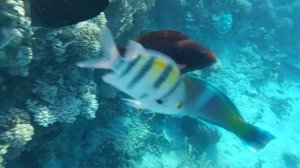 albatros aqua blue  риф шарм эль шейх