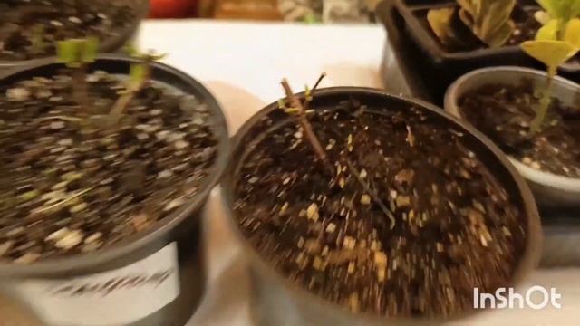 ГОРТЕНЗИИ В ЯНВАРЕ ПОСЛЕ СПЯЧКИ. смотреть онлайн