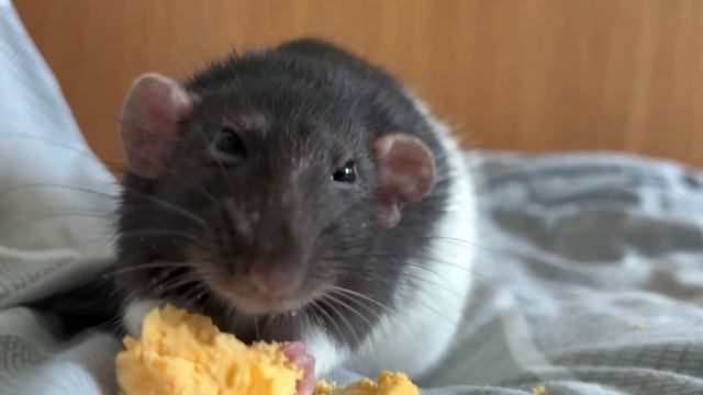 Крыски едят яйцо☀️ смотреть онлайн