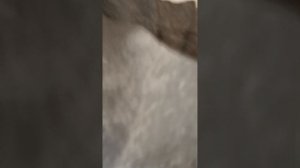 бешеный Матвей 2 часть