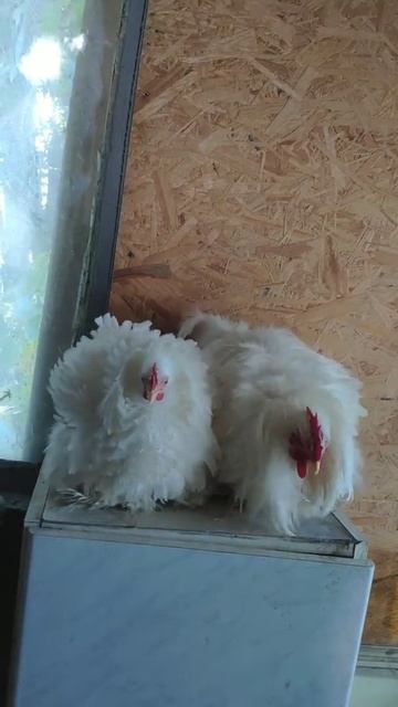 Сочи.Карликовый кохинхин хризантема-астра. 7мес смотреть онлайн