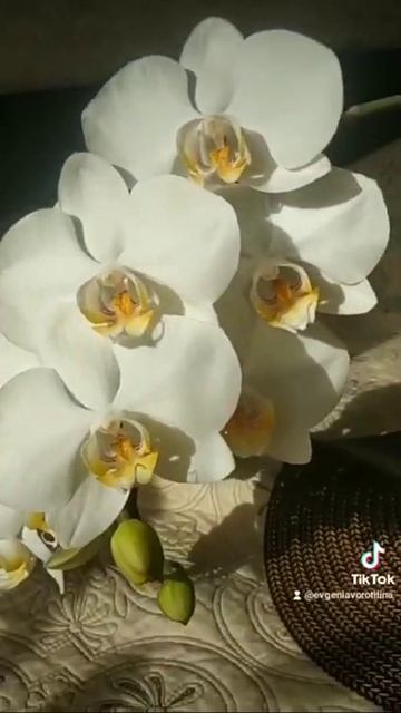 орхидея Adelaide 💖🌸🤗 смотреть онлайн