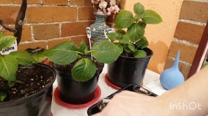 ЧЕРЕНКОВАНИЕ КРУПНОЛИСТНОЙ ГОРТЕНЗИИ.🌱