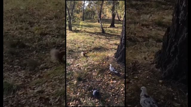 Беличья, осенняя заготовка. смотреть онлайн