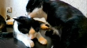 Наши забавные коты и кошки из нашей кошачьей стаи)