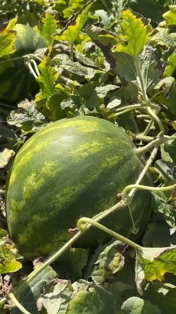 И на камнях растут арбузы 🍉😉 #краснодар смотреть онлайн