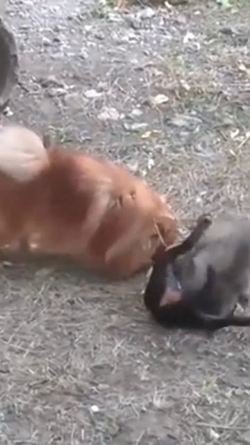 дрессировка собак как дрессировать собаку #дрессировкасобак смотреть онлайн