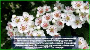 Боярышник: скрытая польза и явный вред