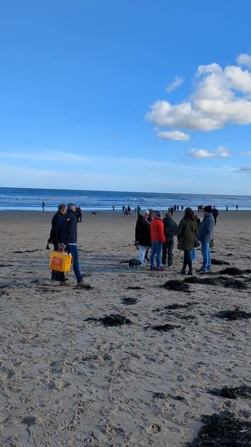 Собакам на пляж нельзя...до 31 Сентября, а потом пляжный смотреть онлайн